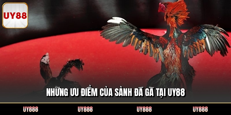 Những ưu điểm của sảnh đá gà tại UY88