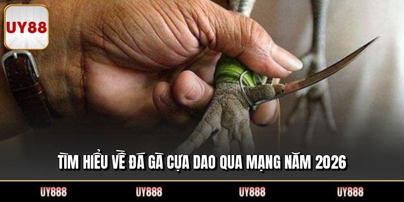 Tìm hiểu về đá gà cựa dao qua mạng năm 2026